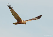 . bin. After several attempts and positioning myself to the very right . (marsh harrier )