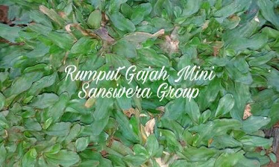 Rumput Gajah mini