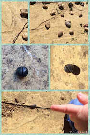 Snail trails and woodlice http://laura-honeybee.blogspot.co.uk/2015/06/30-days-wild-4-secrets-and-lice.html