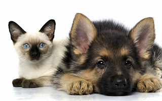 Cats and Dogs Wallpaper