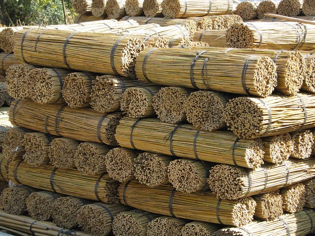 Bamboo Canes4