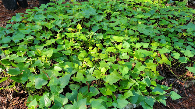 Growing sweet potato leaves