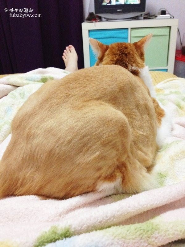 調整大小IMG_6526