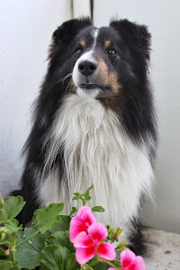 Kovu