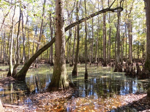 CypressSwamp-1-2014-11-7-19-18.jpg