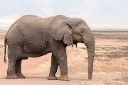 Trend Masa Kini 21+ Contoh Gambar Gajah