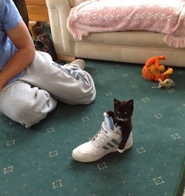 Funny cats - part 79 (35 pics + 10 gifs), kitten inside shoe
