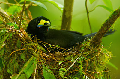 Long-tailed Paradigalla,Paradigalla Carunculata, Bird of Paradise,