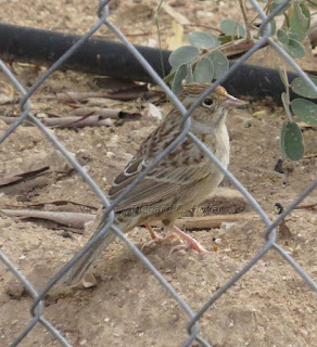 Cassin's Sparrow