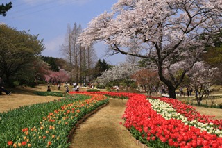 flowerp149