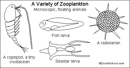 struktur komunitas zooplankton: Plankton