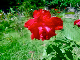 Parque Ecológico Chico Mendes flor