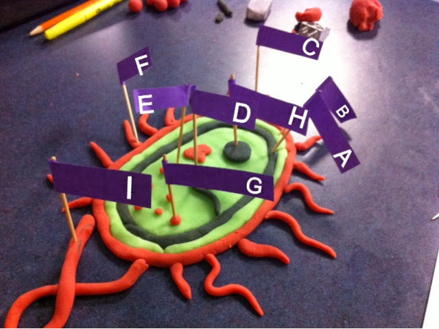 Cathy's Biology 11 Blog: Play Dough Models: Types/Shapes of bacteria