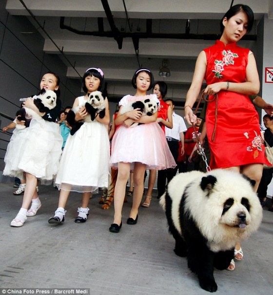 Baby Panda and Panda Dogs