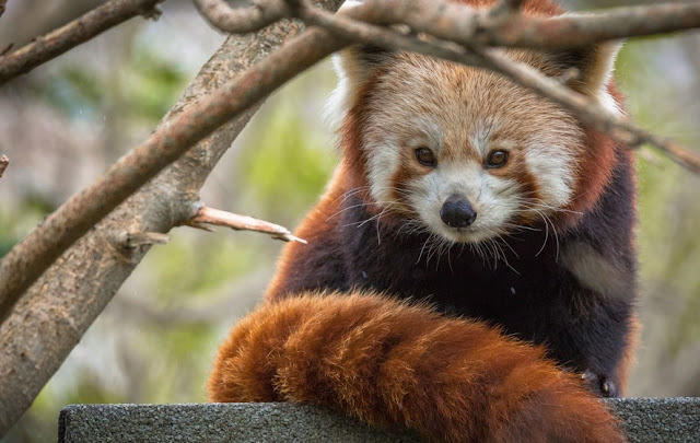 Red Panda - Panda Rojo