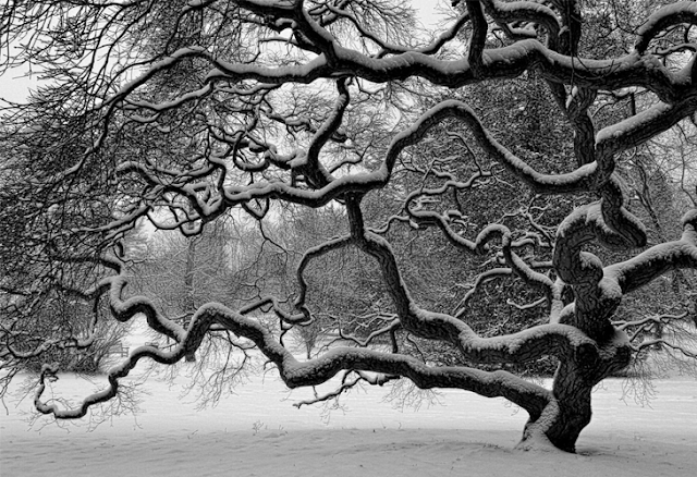 beautiful black and white nature photography