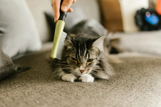 The Right Way to Pamper Your Beloved Cat: Tips for a Happy and Contented Kitten.