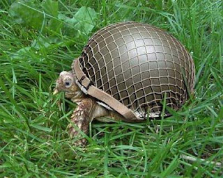 Military turtle