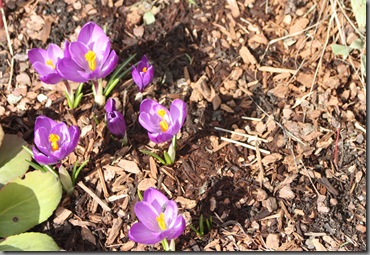 spring 104