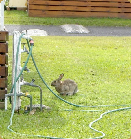 Be vewwy, vewwy quiet!  We're hunting wabbits!!