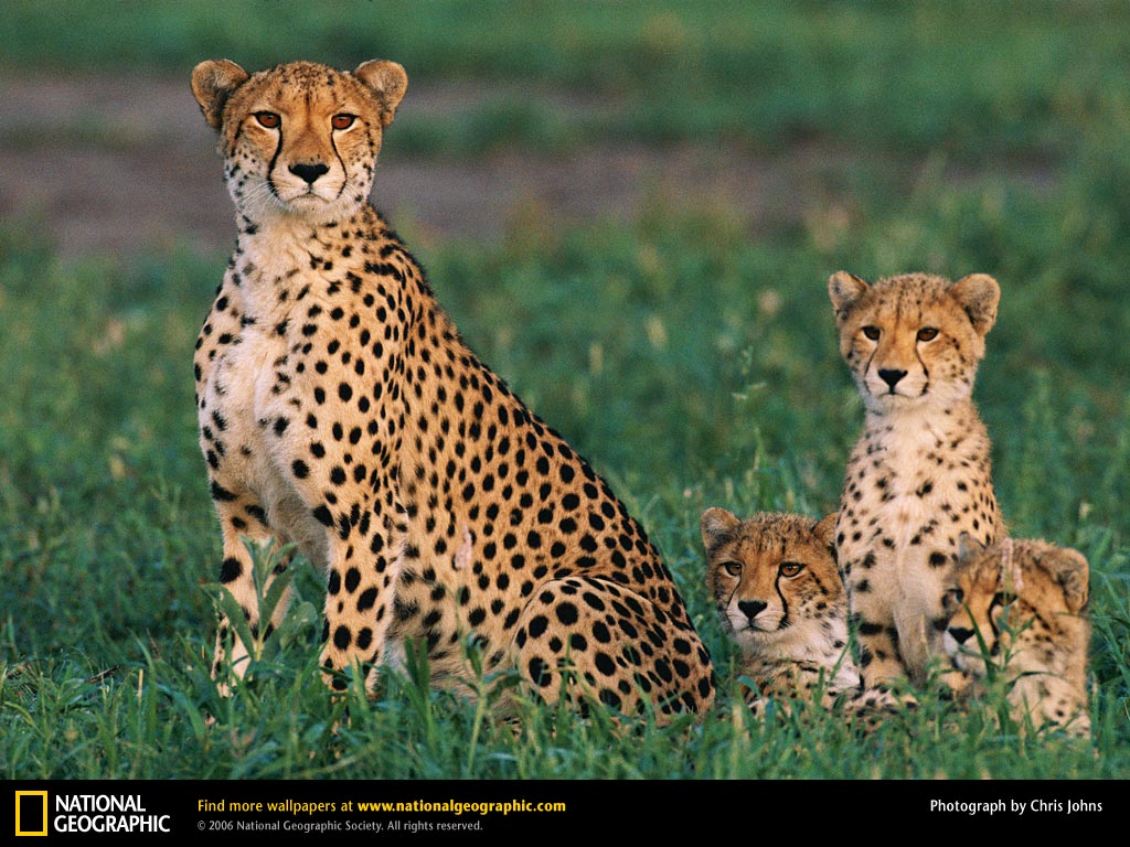 Encyclopaedia of Babies of Beautiful Wild Animals: Cheetahs, dangerous ...