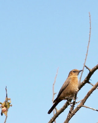 "Black Redstart, female, winter visitor,common, sitting on shrub"