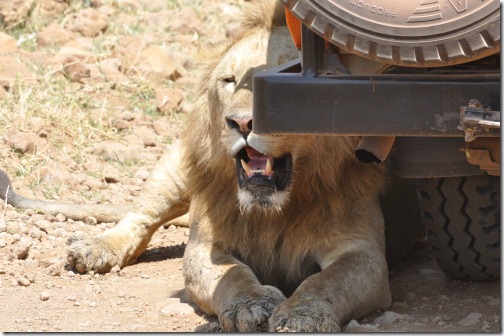 25 Africa 916