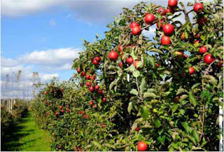Wisata Ke Taman Apel
