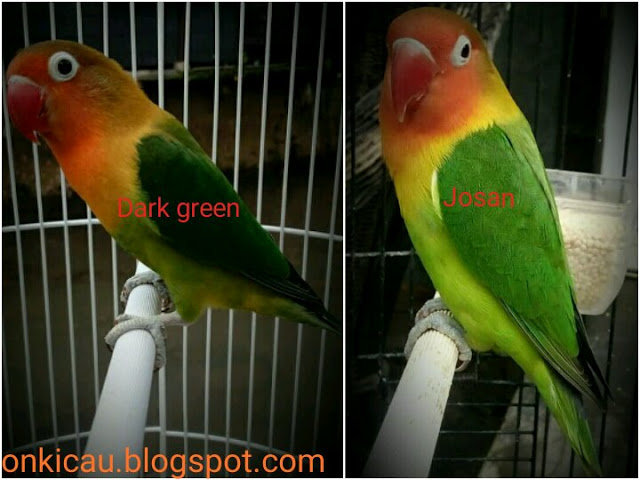 Cara Mudah Membedakan Lovebird Josan dan Dark Green