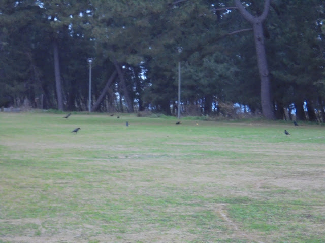 海浜運動公園キャンプ場