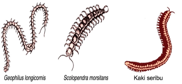 56+ Contoh Hewan Kelas Myriapoda