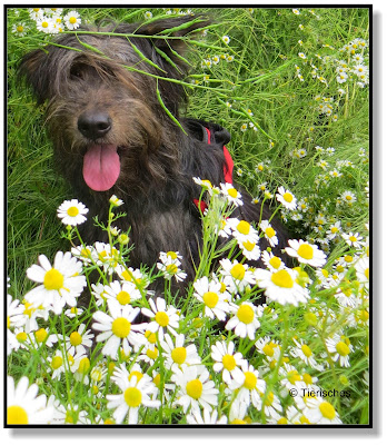 Bergamasker Mischling und Kamilleblüten