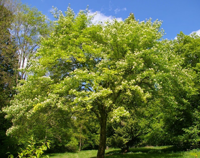 Рябина глоговина (Sorbus torminalis)