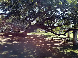 Picture of Pillamarri Banyan Tree