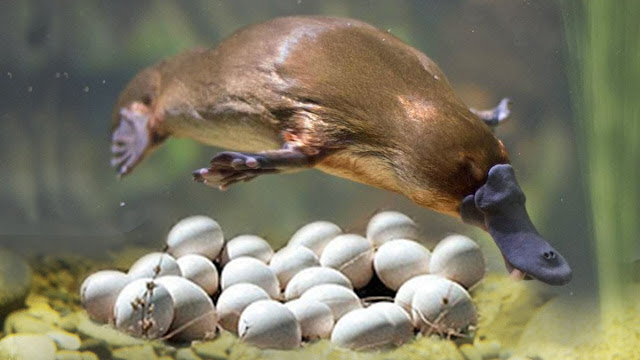 platypus berkembang biak