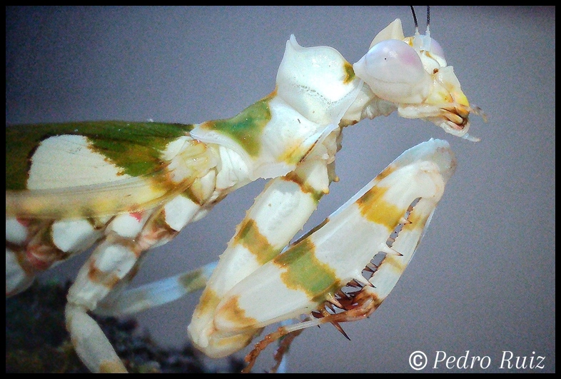 Detalle de la cabeza de una hembra adulta de Chlidonoptera lestoni