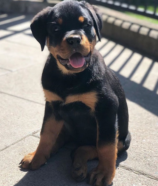 AKC German Rottweiler Puppies For Sale Near Me