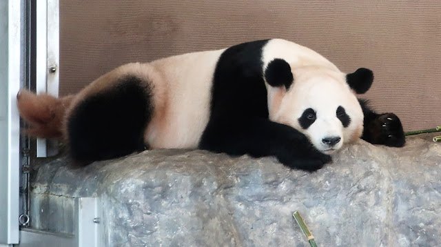 南紀白浜 アドベンチャーワールド パンダ