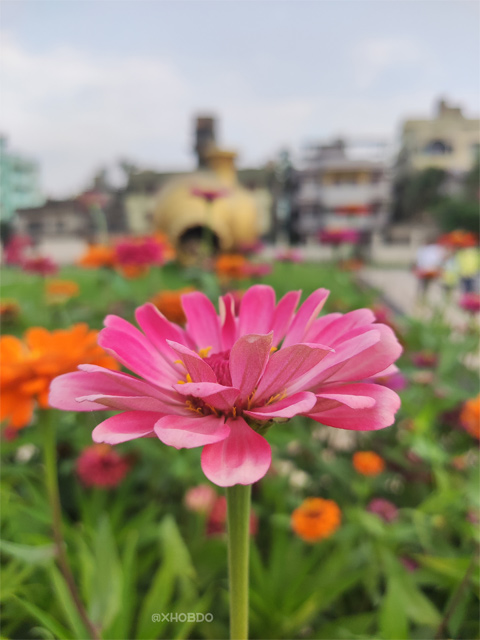 Blooming flowers at  Atal Udyan Park