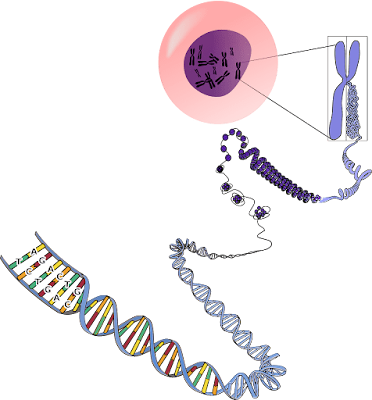 MCQS On DNA