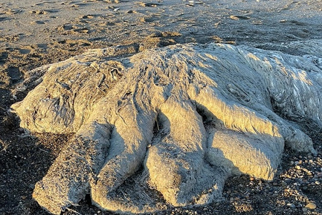 Encontraron una extraña criatura marina en las playas de TDF