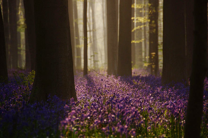 There’s A Mystical Forest In Belgium All Carpeted With Bluebell Flowers