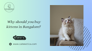 Buy Cats and Kittens for Sale in Bangalore