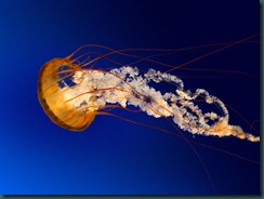 Jellyfish