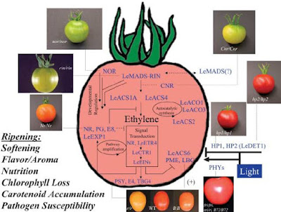 Fruit ripening, fruit ripening hormone