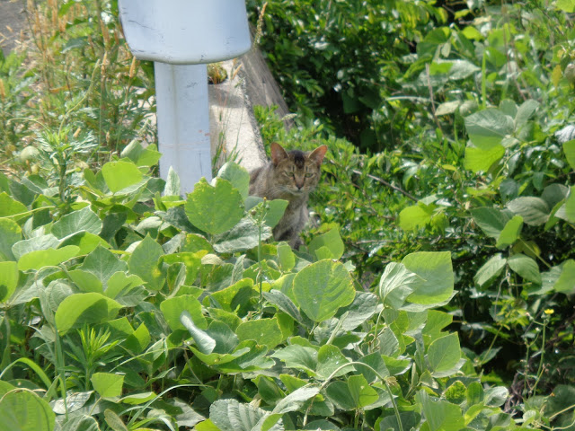 県道305号線の大山佐摩線沿いに猫がいました