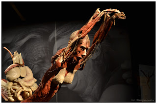 BODY WORLDS najliczniej odwiedzana wystawa świata