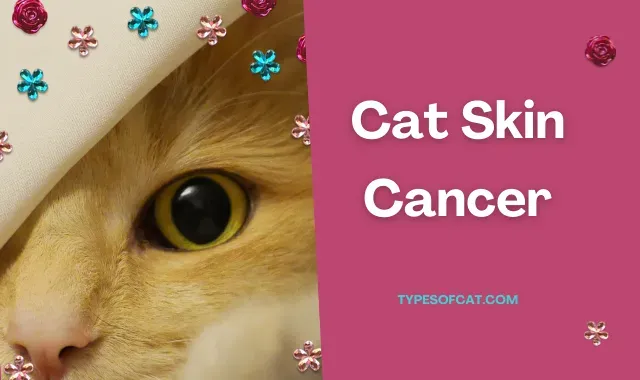 cancer,cat cancer,cancer in cats,skin cancer,pet cancer,cat cancer symptoms,cat skin cancer,cancer cat,feline skin cancer,animal skin cancer,feline cancer,skin cancer awareness,skin cancer classification,signs of cancer in cats