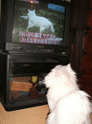 Pets watching TV Seen On www.coolpicturegallery.us