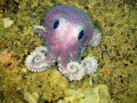 Funny animals of the week - 27 December 2013 (40 pics), baby octopus pic